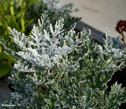 15th Sep 2020 - Dusty Miller