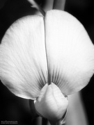 16th Sep 2020 - Crotalaria Spectabilis...