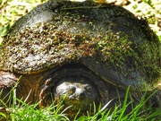 15th Sep 2020 - turtle portrait