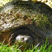 turtle portrait by amyk