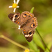 Tropical Buckeye Butterfly! by rickster549