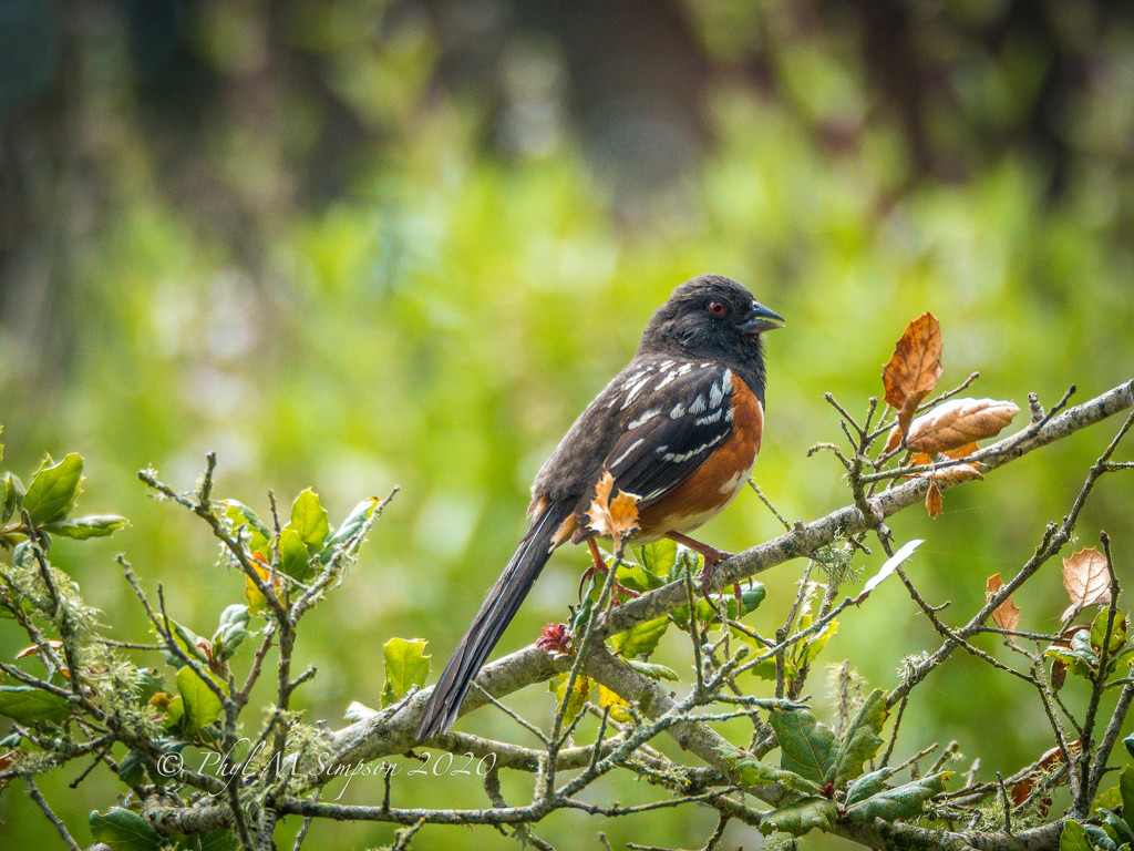 Spotted Towhee by elatedpixie