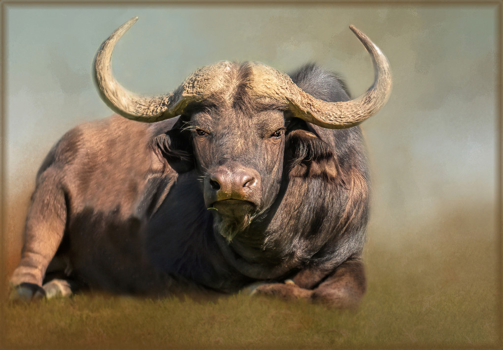 Cape Buffalo by ludwigsdiana