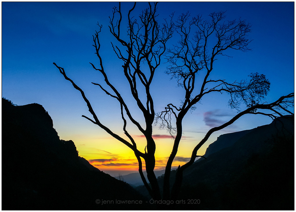 Ghost Tree by aikiuser