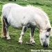 My little pony  by stuart46