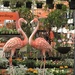 Flamingo Friday  by dide