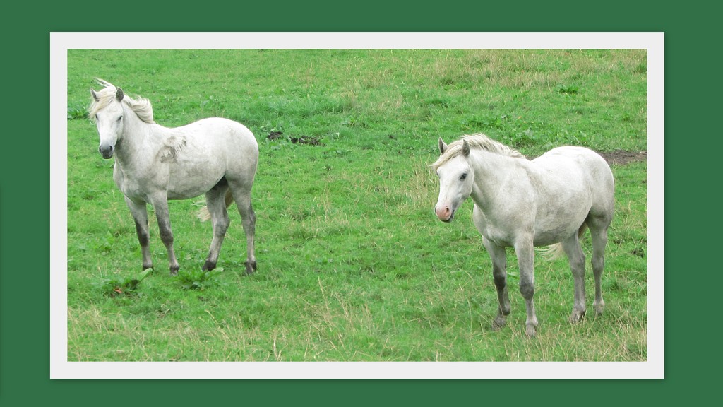 Two White horses. Norden Riding School.Rishton. by grace55