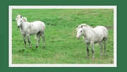16th Sep 2020 - Two White horses. Norden Riding School.Rishton.