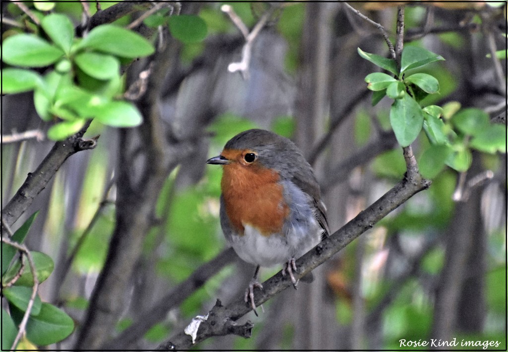 My beautiful little robin by rosiekind