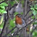 My beautiful little robin by rosiekind