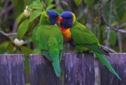 17th Sep 2020 - Two Little  ‘ Love Birds’  Sitting On The Fence ~    