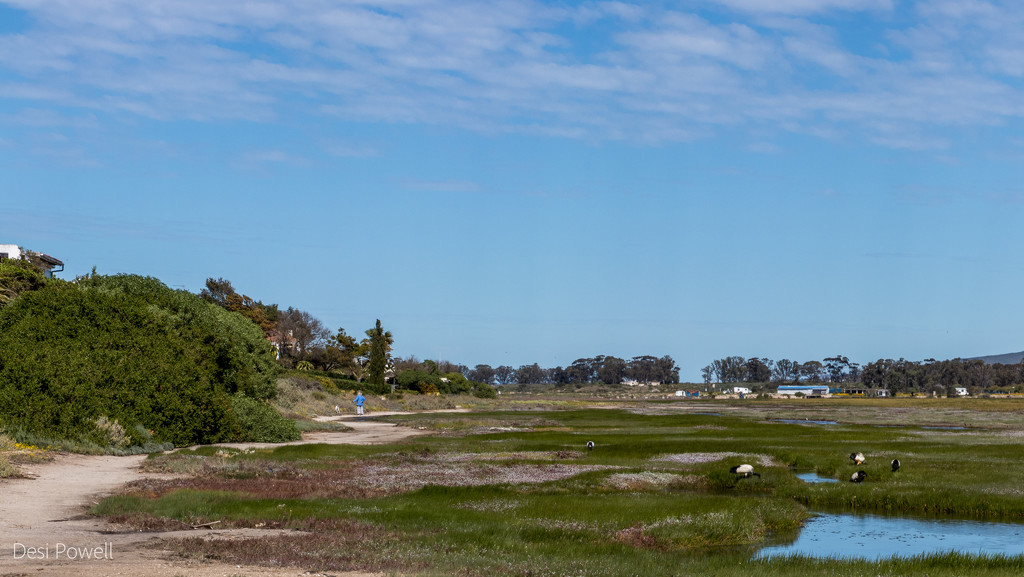 A Walk on the Wetlands Side by seacreature