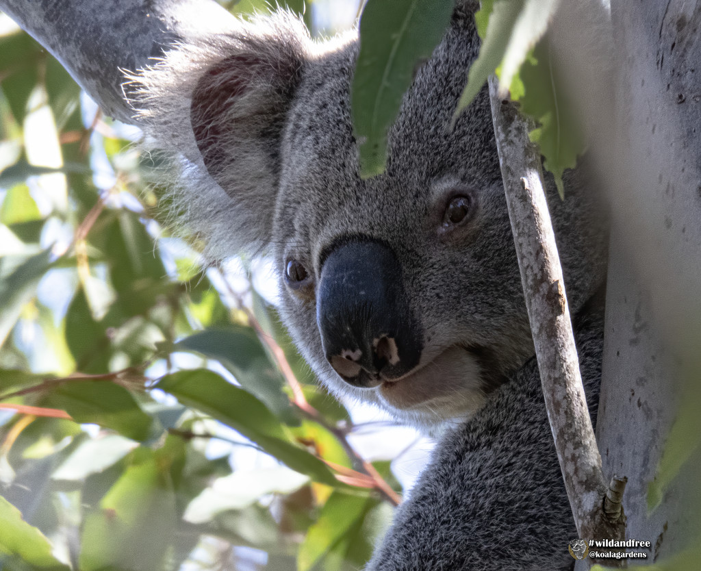 you again? by koalagardens