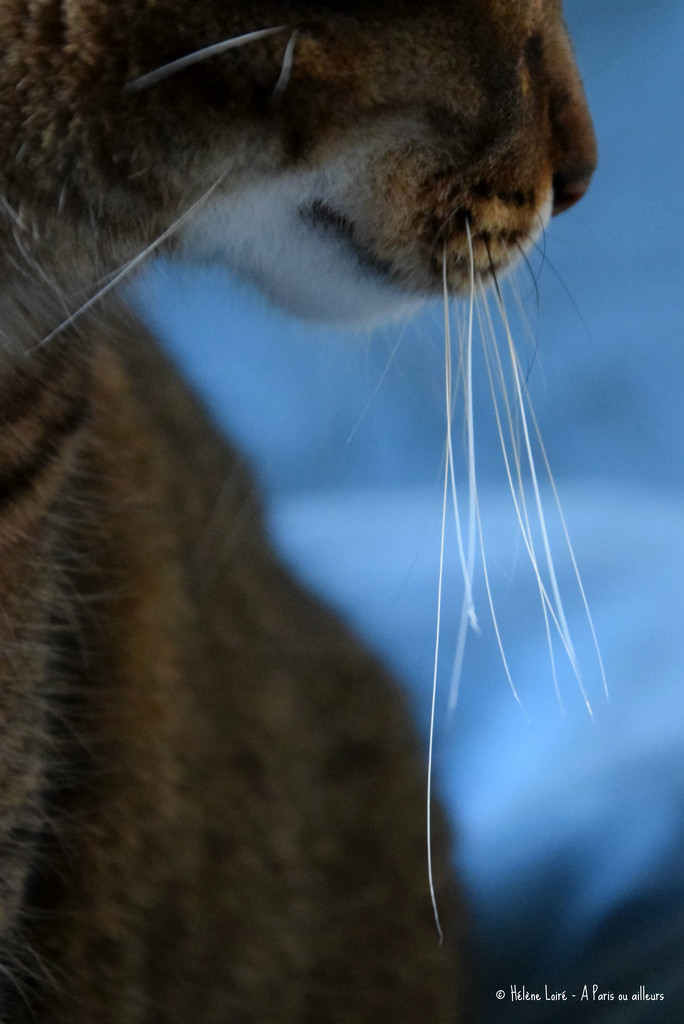 whiskers  by parisouailleurs