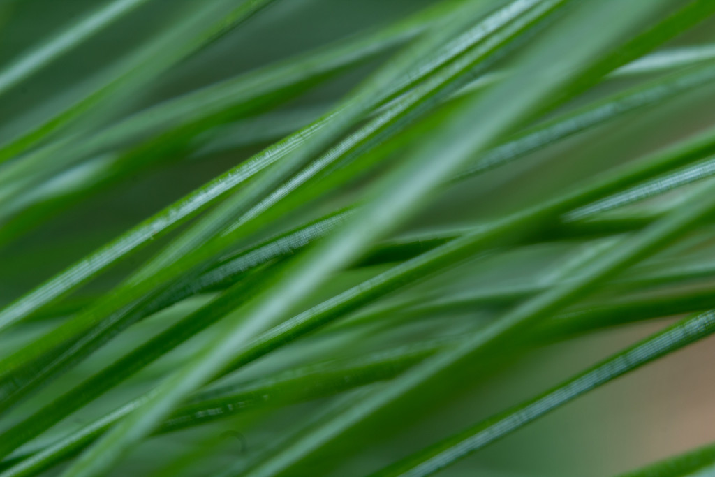 Pine Needles by tdaug80
