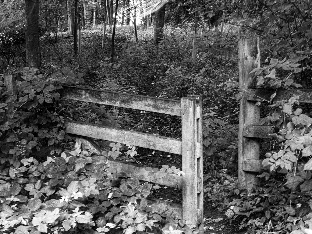 Gate into the woods by frequentframes