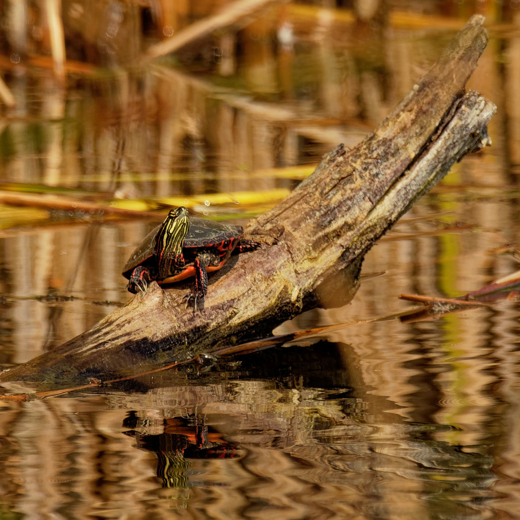 painted turtle with reflection by rminer