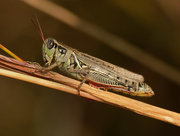 16th Sep 2020 - grasshopper