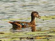 16th Sep 2020 - wood duck 
