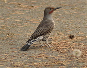 26th Jun 2020 - Another Day, Another Flicker