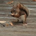 Baby Squirrel by radiogirl