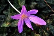 16th Sep 2020 - Colchicum with ivy