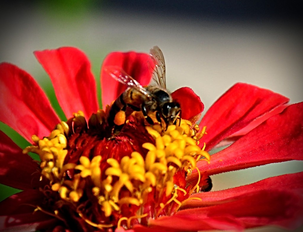 Red Zinnia & Bee by stownsend