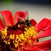 Red Zinnia & Bee by stownsend