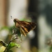 Moth by sherimiya
