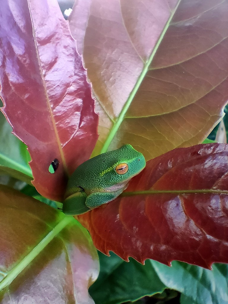 LIttle green frog by jeneurell