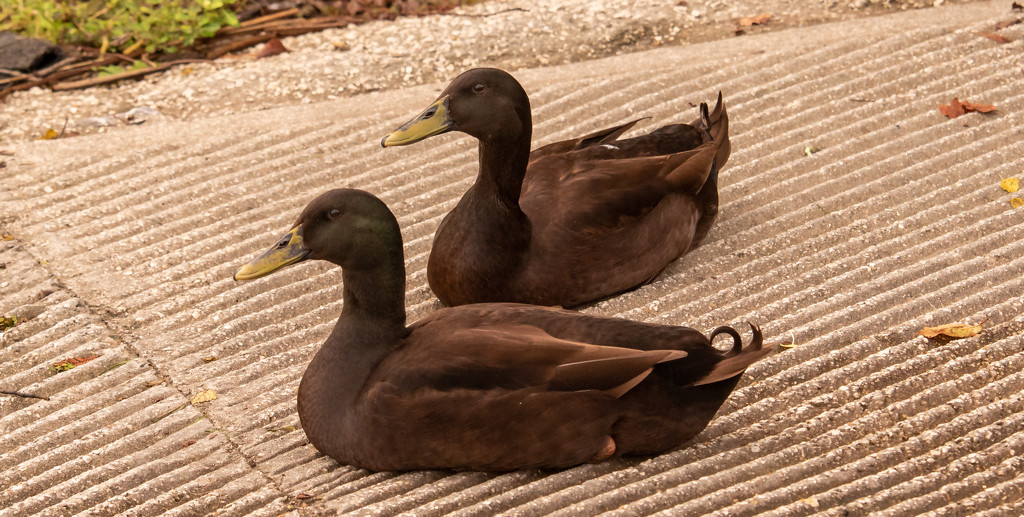 Ducks Taking a Break! by rickster549