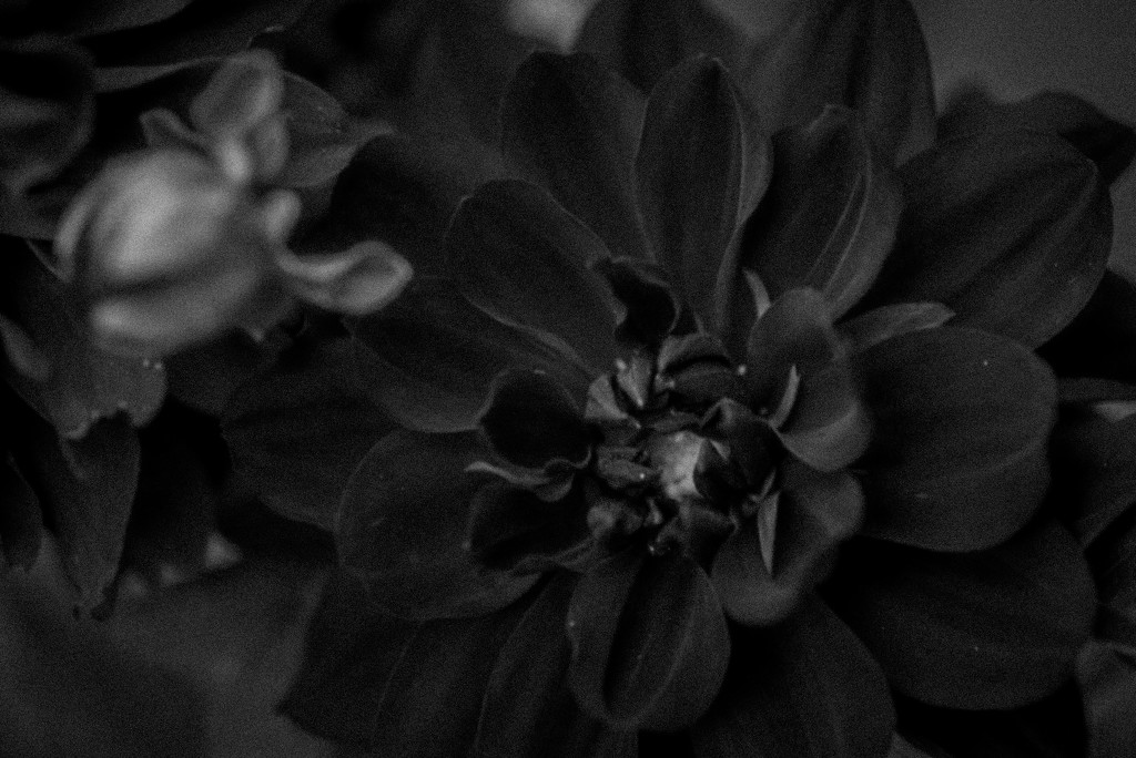 black dahlia by jackies365