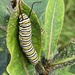 Milkweed and Monarch Caterpillar by calm