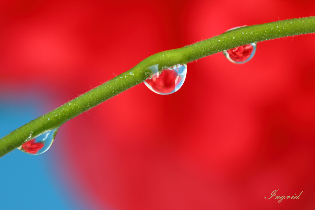 Red flower and droplets by ingrid01
