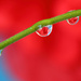 Red flower and droplets by ingrid01