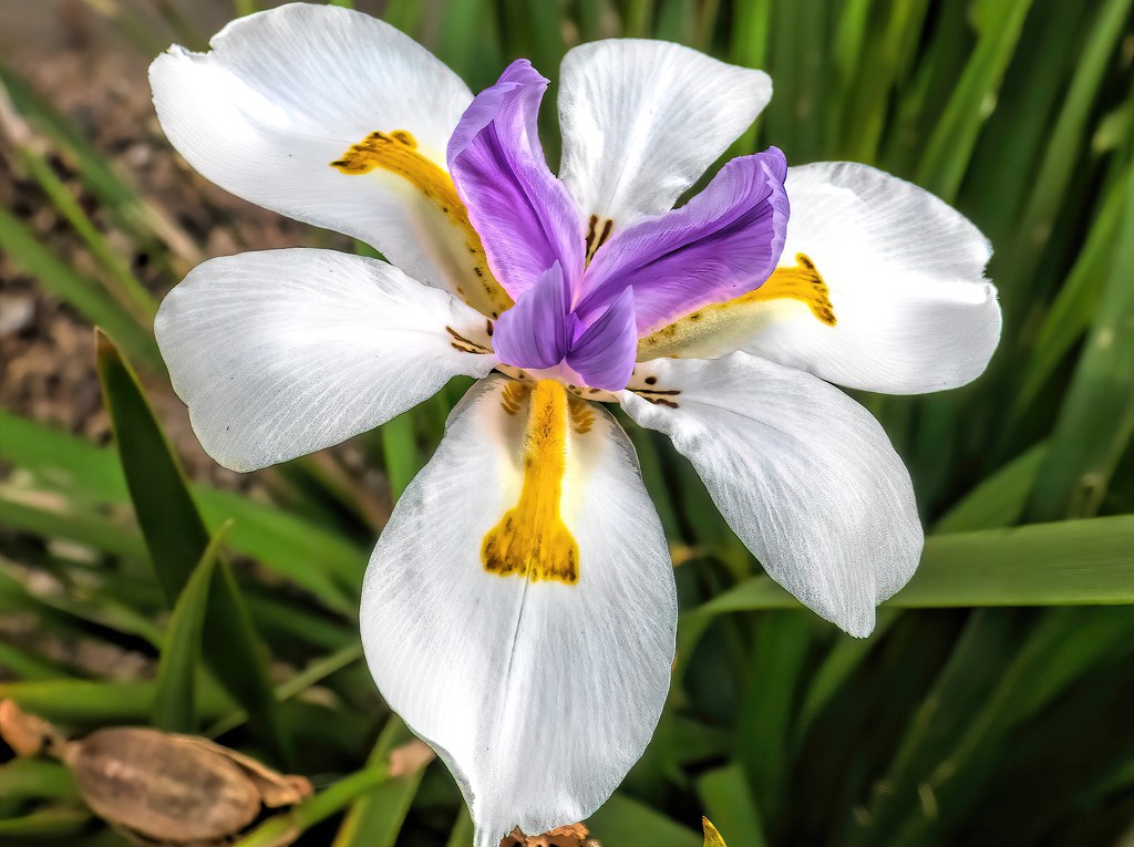 Dietes  by ludwigsdiana