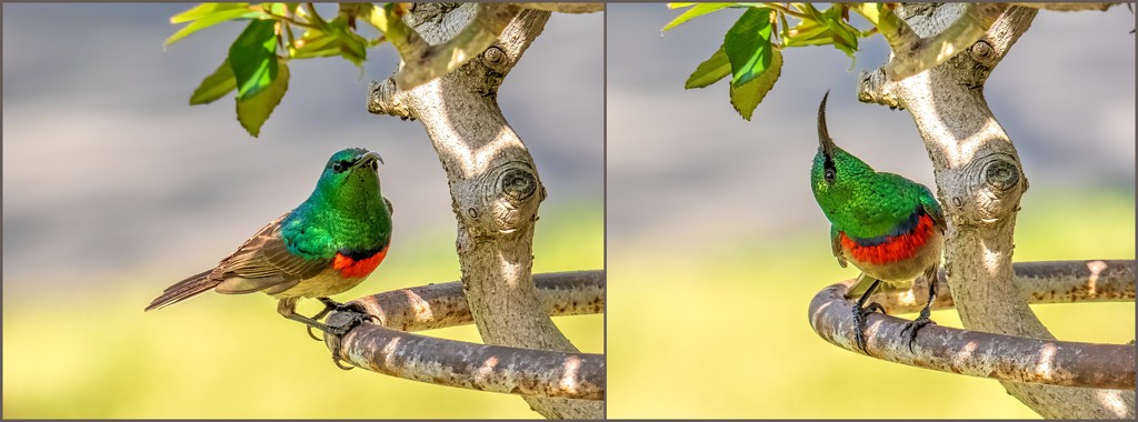 Double collared Sunbird  by ludwigsdiana