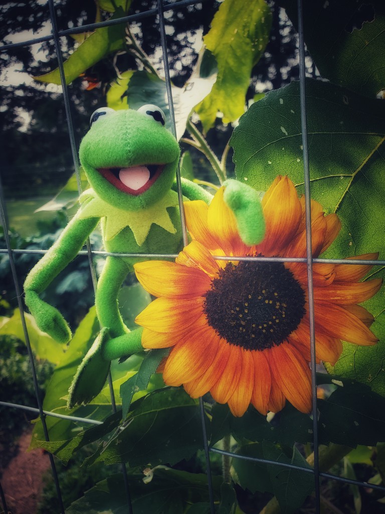 Sunny Kermit by edorreandresen