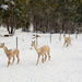 Alpaca's in the Snow by kgolab
