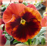 16th Sep 2020 - Pansy Face 