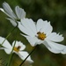 White Cosmos Flowers by fishers