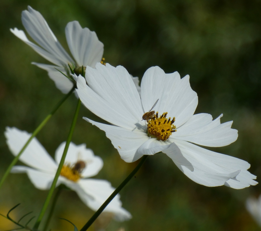 White Cosmos Flowers by Fisher Family · 365 Project