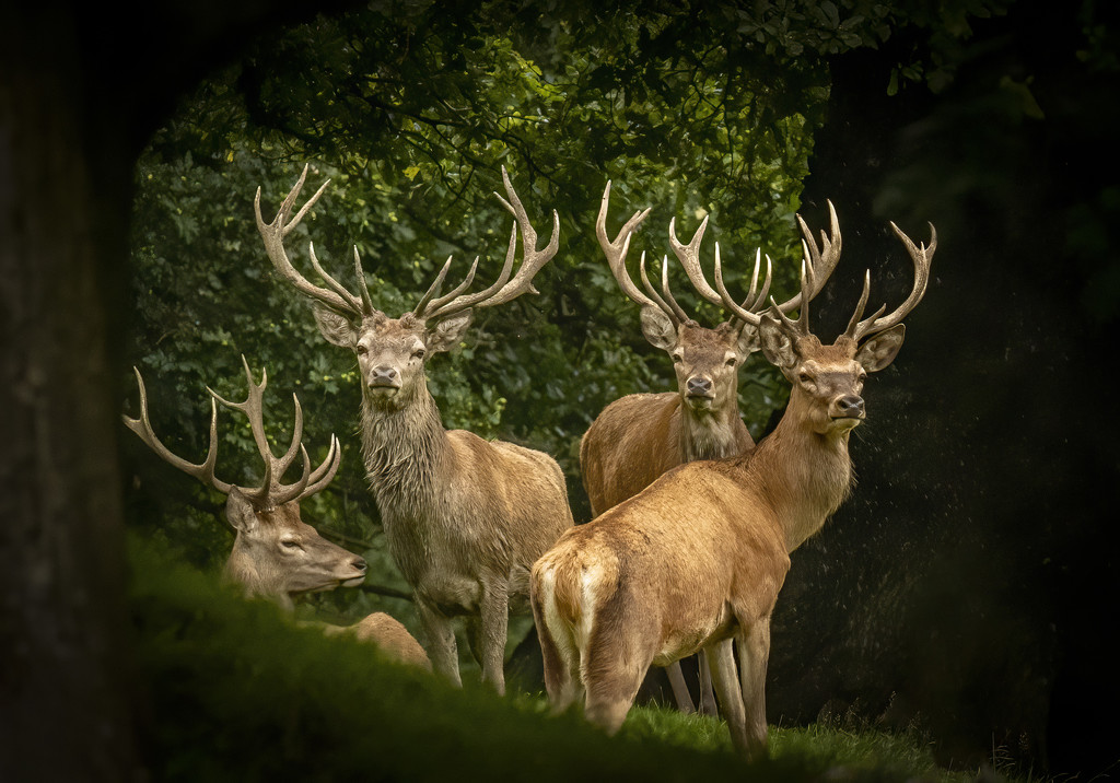 stags in waiting  by shepherdmanswife