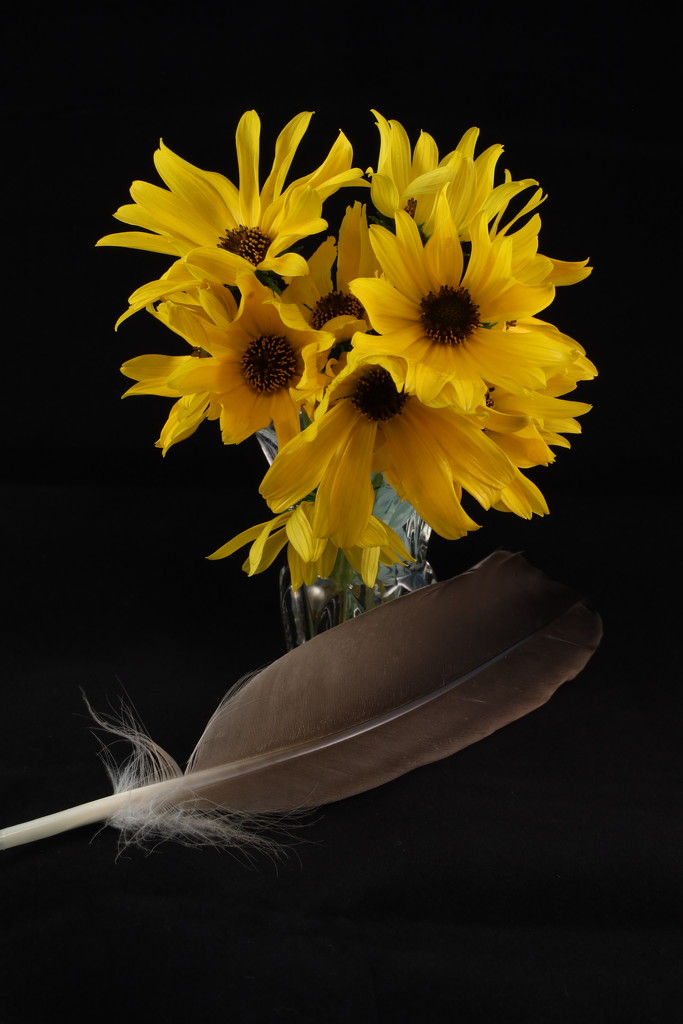 Swamp Sunflowers NF-SOOC-2020 by kvphoto