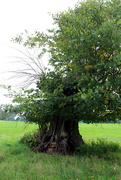 16th Sep 2020 - A favourite tree