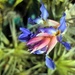 Blue Air Plant Flower...Tillandsia ~    by happysnaps