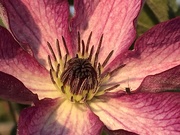 16th Sep 2020 - Clematis