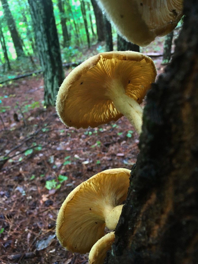 LHG-0246- mushroom backside by rontu