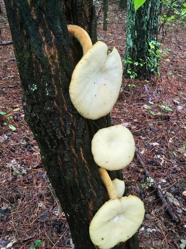 LHG-0242- mushroom group in pine tree knot by rontu