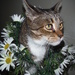Cat with Flower Garland by spanishliz